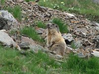 Ai Laghi di Ponteranica, sul Monte Ponteranica e sul Tri Omen (22 giugno 08) - FOTOGALLERY